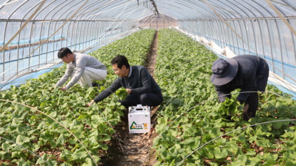 경주 산내면 청정지역에서 나는 곤달비는 전국적인 인기를 끌고 있다.