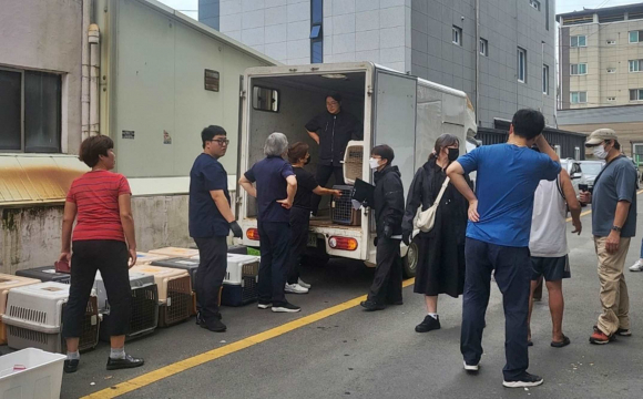 경주시가 지난 9월 안강읍의 한 다세대주택에서 동물학대가 발생한 것으로 판단하고 경찰·동물보호단체·시의회와 함께 학대동물(개) 24마리를 구조하고 있다.