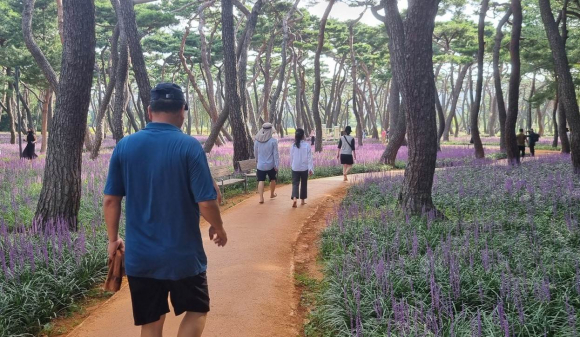 경주 황성공원 맨발 길에 아름드리 소나무와 맥문동까지 활짝 펴 전국에서 가장 아름다운 맨발 길로 관광객과 시민들의 발걸음이 끊이지 않고 있다.