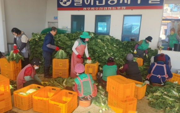 지난 21일부터 오는 30일까지 동경주에서 경주시 복지단체 김장 지원사업을 진행하고 있다.