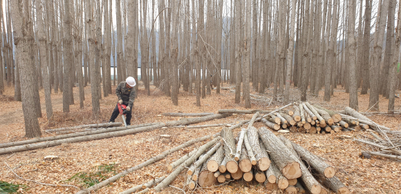 도리 은행나무숲의  50년 수령의 은행나무가 베어지고 있다.