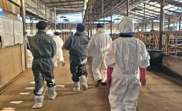 경주 21개 천년한우 농장이 신규 HACCP 인증을 획득했다.