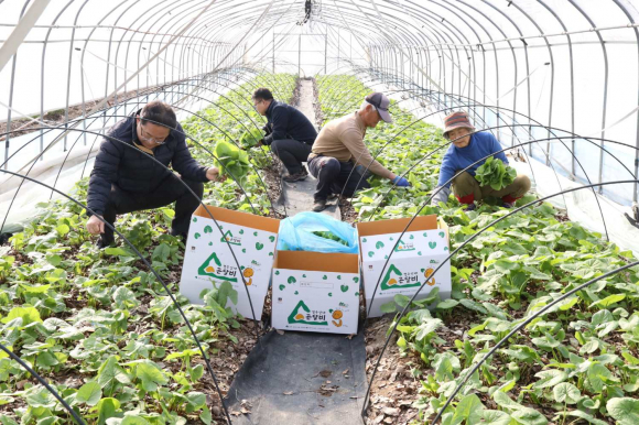 경주시 산내면에서 ‘산내 청정 곤달비’가 본격 출하됐다.