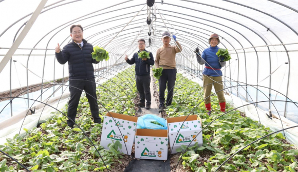 경주시 산내면에서 ‘산내 청정 곤달비’가 본격 출하됐다.