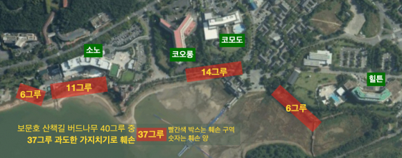 보문호 버드나무 훼손현황.