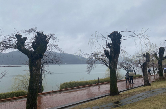강전정한 보문호 버드나무 가로수.