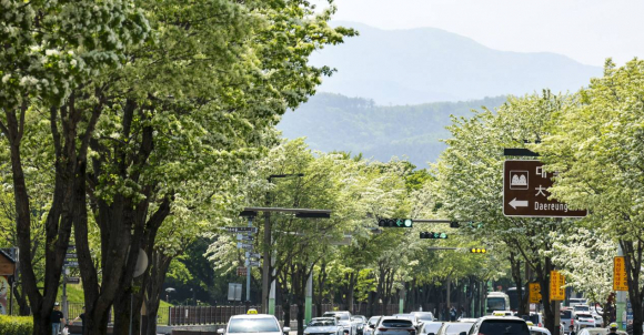 경주 도심 계림로에 이팝나무가 터널을 이루며 차량과 관광버스가 오가는 풍경이 펼쳐지고 있다.