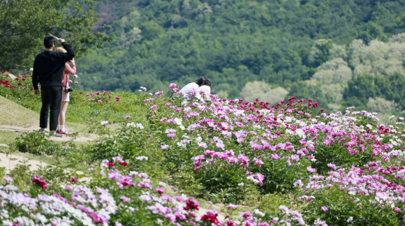경주 서악동 작약단지를 찾은 시민과 관광객들이 만개한 작약 사이를 거닐며 늦봄 정취를 즐기고 있다.
