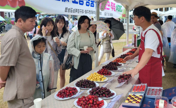 지난해 경주 체리 홍보 행사장을 찾은 시민들이 품종별 체리를 살펴보고 있다.