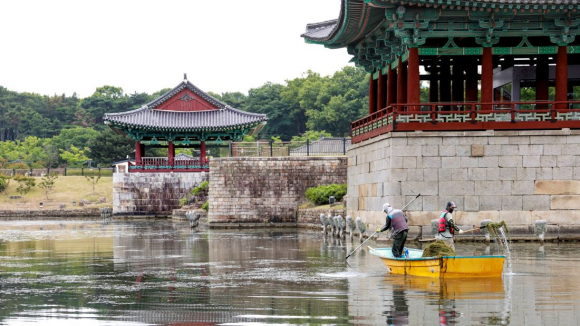 동궁과 월지에서 작업자들이 배를 이용해 수면에 번식한 수초를 제거하며 역사문화 경관 보전과 수질 개선을 위한 정비작업을 실시하고 있다.