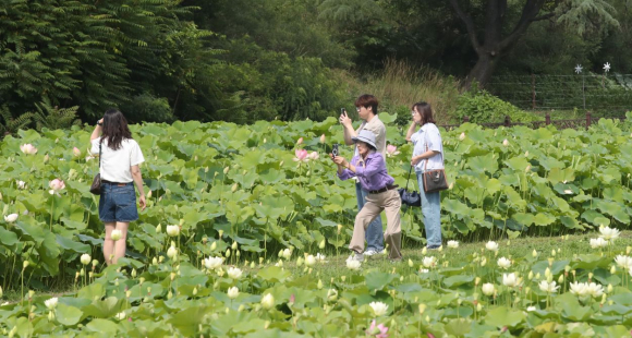 경주 안압지 주변 연꽃단지에 연꽃이 개화를 시작해 경주를 찾는 관광객들에게 큰 인기를 끌고 있다.
