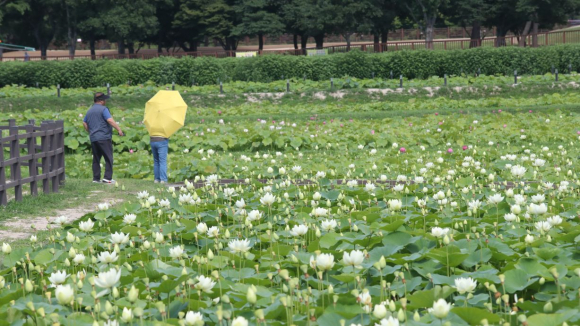 경주 안압지 주변 연꽃단지에 연꽃이 개화를 시작해 경주를 찾는 관광객들에게 큰 인기를 끌고 있다.