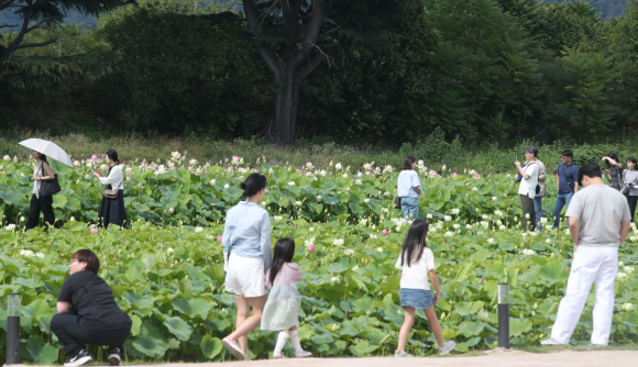 경주 안압지 주변 연꽃단지에 연꽃이 개화를 시작해 경주를 찾는 관광객들에게 큰 인기를 끌고 있다.
