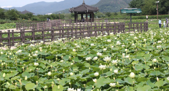 경주 동궁과 월지 주변 연꽃단지에 연꽃이 개화를 시작해 경주를 찾는 관광객들에게 큰 인기를 끌고 있다.