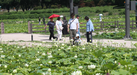 경주 동궁과 월지 주변 연꽃단지에 연꽃이 개화를 시작해 경주를 찾는 관광객들에게 큰 인기를 끌고 있다.
