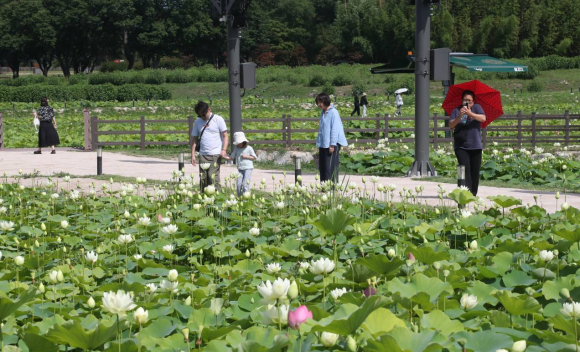 경주 동궁과 월지 주변 연꽃단지에 연꽃이 개화를 시작해 경주를 찾는 관광객들에게 큰 인기를 끌고 있다.