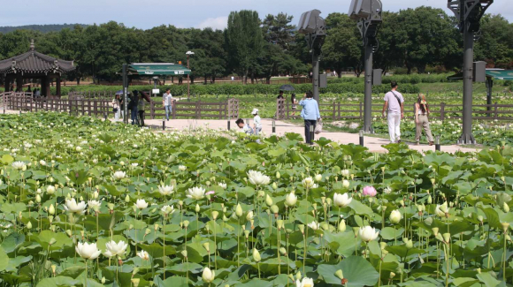 경주 동궁과 월지 주변 연꽃단지에 연꽃이 개화를 시작해 경주를 찾는 관광객들에게 큰 인기를 끌고 있다.
