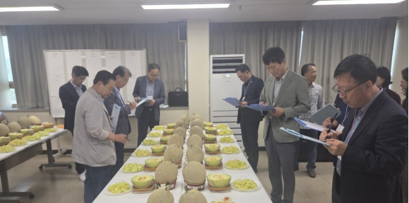 경주시멜론연합회는 14일 경주시농산물산지유통센터에서 경주이사금 멜론 우수 품질 개발 및 품평회를 개최했다.