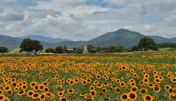 첨성대 일원 해바라기.