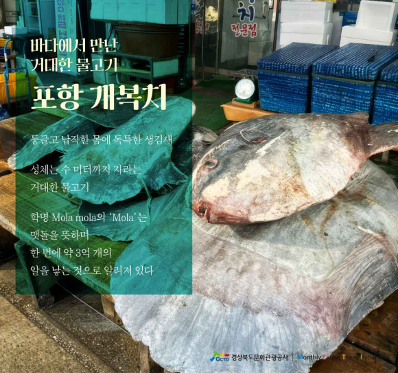 9월음식경북카드뉴스__개복치