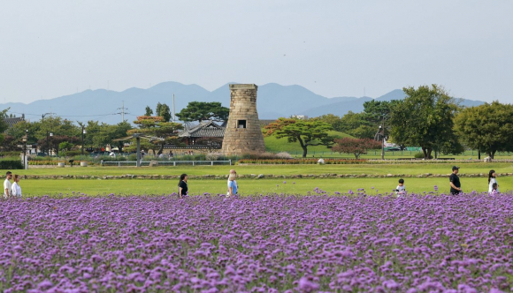 경주 첨성대 일대에 가을꽃이 만개한 가운데 관광객들이 산책하며 가을 정취를 만끽하고 있다.