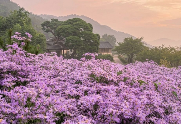 (10월 mvti) 문경 봉천사를 물들인 보랏빛 개미취.