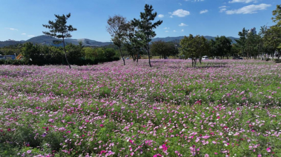 경주 황성공원 내 약 9,000㎡ 규모의 코스모스 꽃밭이 만개해 시민과 관광객들에게 화사한 가을 풍경을 선사하고 있다.