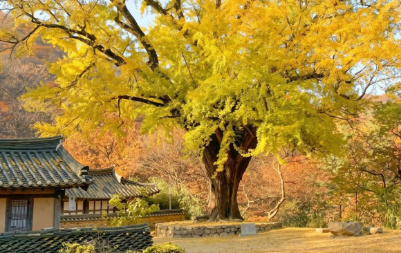 경주 운곡서원 은행나무